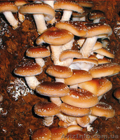 Мицелий шампиньона (печериці), вешенки  (гливи), шиитаке - <ro>Изображение</ro><ru>Изображение</ru> #4, <ru>Объявление</ru> #1189089