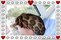 Бенгальские котята лучших линий - <ro>Изображение</ro><ru>Изображение</ru> #1, <ru>Объявление</ru> #1286769