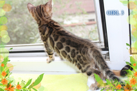 Бенгальские котята лучших линий - <ro>Изображение</ro><ru>Изображение</ru> #2, <ru>Объявление</ru> #1286769