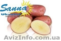 Картофель семенной Ривьера, Тирас и другие со склада в Виннице  - <ro>Изображение</ro><ru>Изображение</ru> #8, <ru>Объявление</ru> #1302490