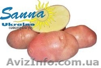 Картофель семенной Ривьера, Тирас и другие со склада в Виннице  - <ro>Изображение</ro><ru>Изображение</ru> #9, <ru>Объявление</ru> #1302490