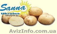 Картофель семенной Ривьера, Тирас и другие со склада в Виннице  - <ro>Изображение</ro><ru>Изображение</ru> #3, <ru>Объявление</ru> #1302490
