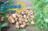 Картофель семенной Ривьера, Тирас и другие со склада в Виннице  - <ro>Изображение</ro><ru>Изображение</ru> #4, <ru>Объявление</ru> #1302490