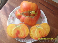 Продам семена томатов. - <ro>Изображение</ro><ru>Изображение</ru> #2, <ru>Объявление</ru> #1316838