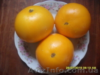 Продам семена томатов. - <ro>Изображение</ro><ru>Изображение</ru> #3, <ru>Объявление</ru> #1316838