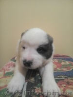 Щенки алабая не дорого - <ro>Изображение</ro><ru>Изображение</ru> #1, <ru>Объявление</ru> #1338668