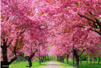 Фотосетка для декора заборов - <ro>Изображение</ro><ru>Изображение</ru> #6, <ru>Объявление</ru> #1328588