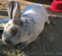 Чистопород.кролики Серебро - <ro>Изображение</ro><ru>Изображение</ru> #1, <ru>Объявление</ru> #1355510