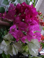 Бугенвиллии белая,розовая,оранжевая,красная- укорененные черенки - <ro>Изображение</ro><ru>Изображение</ru> #2, <ru>Объявление</ru> #1359732