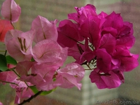 Бугенвиллии белая,розовая,оранжевая,красная- укорененные черенки - <ro>Изображение</ro><ru>Изображение</ru> #1, <ru>Объявление</ru> #1359732