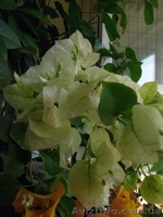 Бугенвиллии белая,розовая,оранжевая,красная- укорененные черенки - <ro>Изображение</ro><ru>Изображение</ru> #3, <ru>Объявление</ru> #1359732