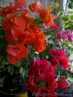 Бугенвиллии белая,розовая,оранжевая,красная- укорененные черенки - <ro>Изображение</ro><ru>Изображение</ru> #4, <ru>Объявление</ru> #1359732