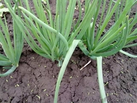 Продам лук штутгартен на выгонку пера - <ro>Изображение</ro><ru>Изображение</ru> #4, <ru>Объявление</ru> #1475685