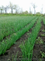 Продам лук штутгартен на выгонку пера - <ro>Изображение</ro><ru>Изображение</ru> #3, <ru>Объявление</ru> #1475685