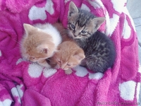 Одам в хорошие руки  котят  - <ro>Изображение</ro><ru>Изображение</ru> #1, <ru>Объявление</ru> #1500175