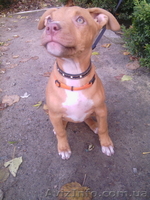 АПБТ, питбуль, ам.пит-бультерьер, щенки, 3 мес., док. ККУ/WKU/ - <ro>Изображение</ro><ru>Изображение</ru> #1, <ru>Объявление</ru> #1594089