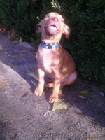 АПБТ, питбуль, ам.пит-бультерьер, щенки, 3 мес., док. ККУ/WKU/ - <ro>Изображение</ro><ru>Изображение</ru> #2, <ru>Объявление</ru> #1594089