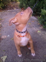 АПБТ, питбуль, ам.пит-бультерьер, щенки, 3 мес., док. ККУ/WKU/ - <ro>Изображение</ro><ru>Изображение</ru> #4, <ru>Объявление</ru> #1594089