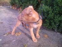 АПБТ, питбуль, ам.пит-бультерьер, щенки, 3 мес., док. ККУ/WKU/ - <ro>Изображение</ro><ru>Изображение</ru> #5, <ru>Объявление</ru> #1594089