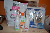 продам собаку мопс щенок порода прививки торг черный документы недорого  - <ro>Изображение</ro><ru>Изображение</ru> #3, <ru>Объявление</ru> #1602947