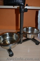 продам собаку мопс щенок порода прививки торг черный документы недорого  - <ro>Изображение</ro><ru>Изображение</ru> #4, <ru>Объявление</ru> #1602947