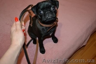 продам собаку мопс щенок порода прививки торг черный документы недорого  - <ro>Изображение</ro><ru>Изображение</ru> #2, <ru>Объявление</ru> #1602947