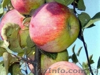 Продам яблоки разных сортов - <ro>Изображение</ro><ru>Изображение</ru> #2, <ru>Объявление</ru> #1639690