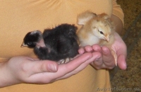 Продаж курчат, каченят та індиченят. - <ro>Изображение</ro><ru>Изображение</ru> #2, <ru>Объявление</ru> #1644026