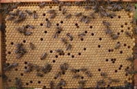 Продам пчёлы с ульем - <ro>Изображение</ro><ru>Изображение</ru> #2, <ru>Объявление</ru> #1654872