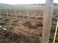 POLYARM - опоры и колышки для ваших растений - <ro>Изображение</ro><ru>Изображение</ru> #1, <ru>Объявление</ru> #1703355