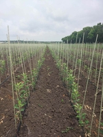 POLYARM - опоры и колышки для ваших растений - <ro>Изображение</ro><ru>Изображение</ru> #2, <ru>Объявление</ru> #1703355