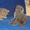 Продам породистых шотландских котят #42264