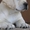 Лабрадор щенки продам - <ro>Изображение</ro><ru>Изображение</ru> #1, <ru>Объявление</ru> #45440