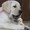 Лабрадор щенки продам - <ro>Изображение</ro><ru>Изображение</ru> #3, <ru>Объявление</ru> #45440
