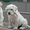 Лабрадор щенки продам - <ro>Изображение</ro><ru>Изображение</ru> #2, <ru>Объявление</ru> #45440