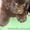Щенки породы ньюфаундленда редкого коричневого окраса #158399