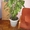 Комнатное домашнее растение Диффенбахия, высотой 1,65м, идеальное состояние!!!!! - <ro>Изображение</ro><ru>Изображение</ru> #2, <ru>Объявление</ru> #311409