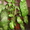 Комнатное домашнее растение Диффенбахия, высотой 1,65м, идеальное состояние!!!!! - <ro>Изображение</ro><ru>Изображение</ru> #3, <ru>Объявление</ru> #311409