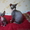 Милые очаровашки - котята канадского сфинкса - <ro>Изображение</ro><ru>Изображение</ru> #3, <ru>Объявление</ru> #326401