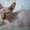 Милые очаровашки - котята канадского сфинкса - <ro>Изображение</ro><ru>Изображение</ru> #2, <ru>Объявление</ru> #326401