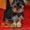 Элитные щеночки йоркширского терьера питомник Моя Малютка - <ro>Изображение</ro><ru>Изображение</ru> #5, <ru>Объявление</ru> #433079