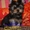 Элитные щеночки йоркширского терьера питомник Моя Малютка - <ro>Изображение</ro><ru>Изображение</ru> #1, <ru>Объявление</ru> #433079