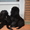 продам щенков ньюфаундленда - <ro>Изображение</ro><ru>Изображение</ru> #3, <ru>Объявление</ru> #499619