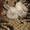 продам кроликов породы карликовый баран сиамского окраса  - <ro>Изображение</ro><ru>Изображение</ru> #2, <ru>Объявление</ru> #590354