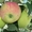 Яблука власного виробництва - <ro>Изображение</ro><ru>Изображение</ru> #1, <ru>Объявление</ru> #778665