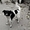 Винницкий приют для бездомных собак - <ro>Изображение</ro><ru>Изображение</ru> #4, <ru>Объявление</ru> #783998