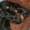 щенки карликовой таксы черной окраски - <ro>Изображение</ro><ru>Изображение</ru> #3, <ru>Объявление</ru> #908307