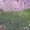 земельна дділянка 10 соток з недобудованим будинком - <ro>Изображение</ro><ru>Изображение</ru> #1, <ru>Объявление</ru> #929900