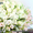 Светящаяся краска Acmelight Flower для цветочного бизнеса  #1000257