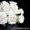 Светящаяся краска Acmelight Flower для цветочного бизнеса  - <ro>Изображение</ro><ru>Изображение</ru> #4, <ru>Объявление</ru> #1000257